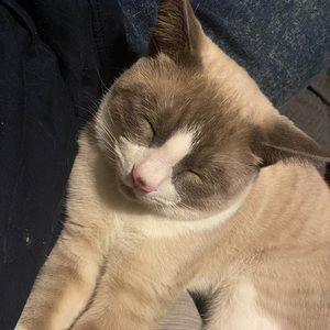 Meet your Posher, Luis